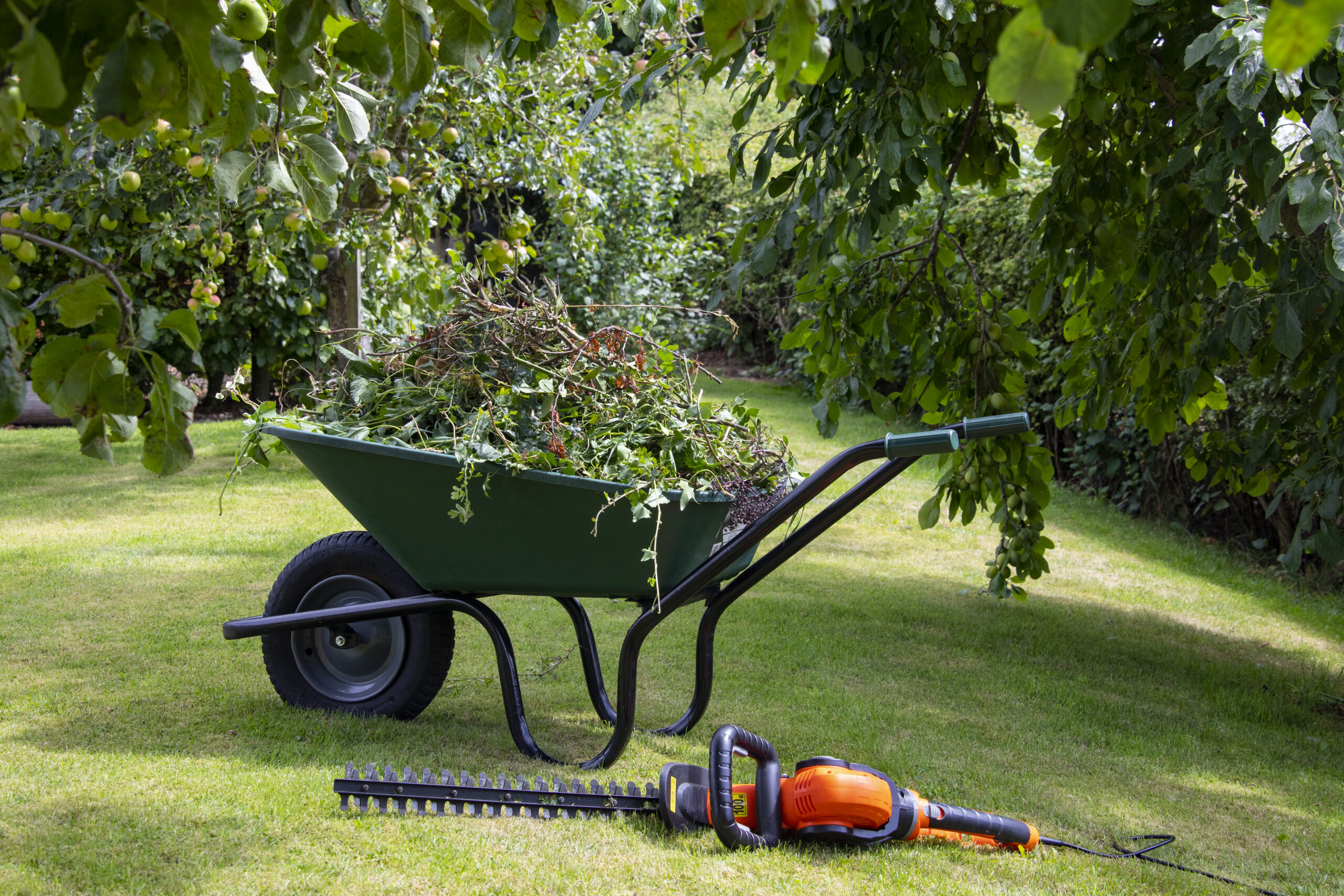 Gardening – Wheelbarrow Gardening - Wheelbarrow full of hedge cuttings next to an electric hedge trimmer.